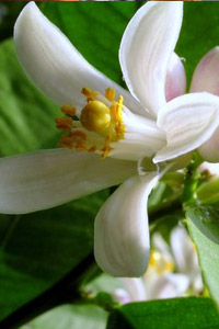 fiori sposa e bouquet